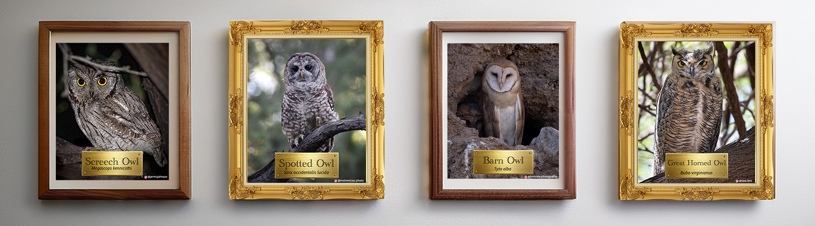 Four Arizona owl species are represneted in framed wall photos from l to r Screech Owl, Spotted Owl, Barn Owl, and Great Horned Owl.