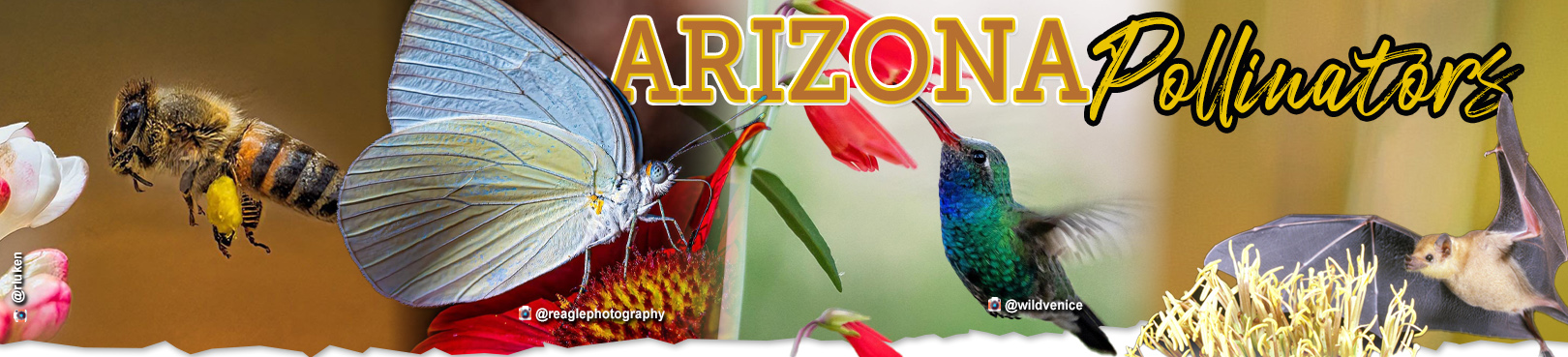A collage of animals pollinating flowers, including a bee, a month, a hummingbird, and a bat, with a text overlay that reads Arizona Pollinators.