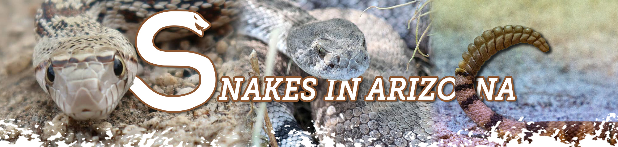 A collage of three photos—two of snake's heads and one of a rattlesnake's tail. Text over the photo reads "Snakes in Arizona."