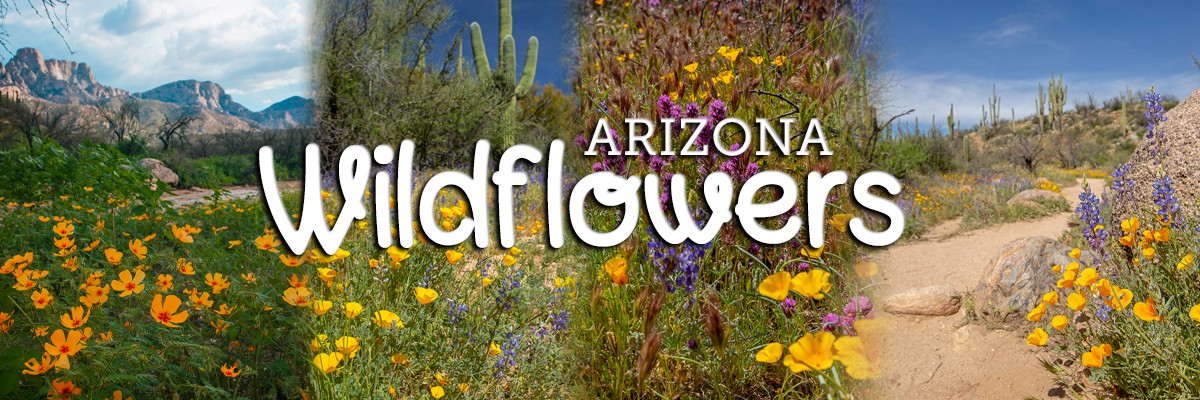 Wildflower facts