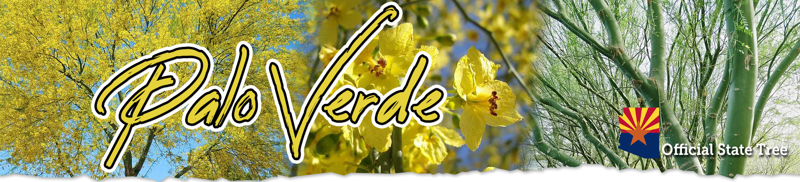 A collection of palo verde images from up close yellow flowers to a distant view of entire tree.