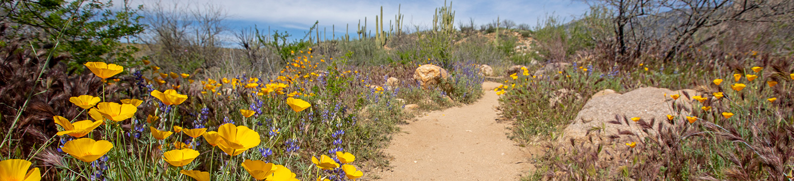 A trail on the desert floor is lined with yellow and purple of poppies and lupine amid a backdrop of saguaros and blue sky.