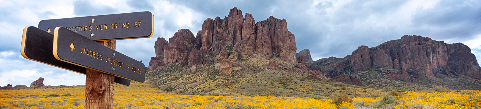 Trail signs point the way into a sea of yellow wildflowers at the base of the infamous Superstition Mountains.