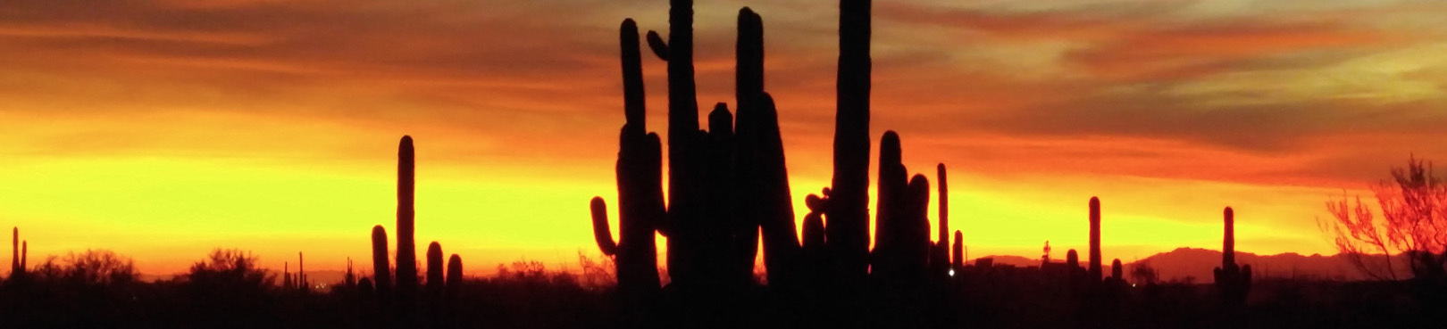 A view of saguaros in front of a brilliant sunset at Catalina State Park