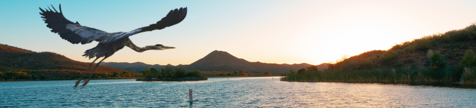 A great blue heron takes flight over Patagonia Lake at sunset.