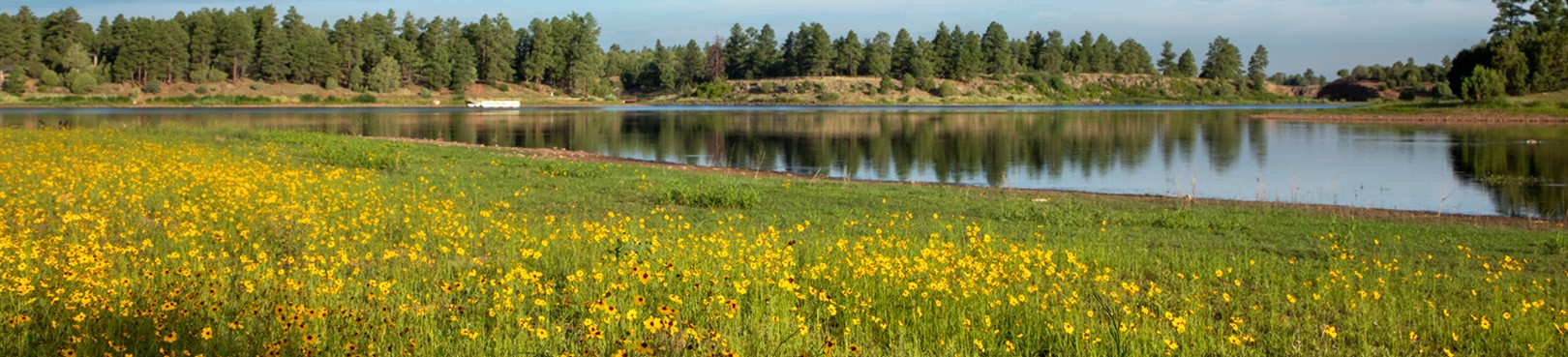 Field of yellow wildflowers in foreground, lake in background. Shoreline clustered with pine trees.