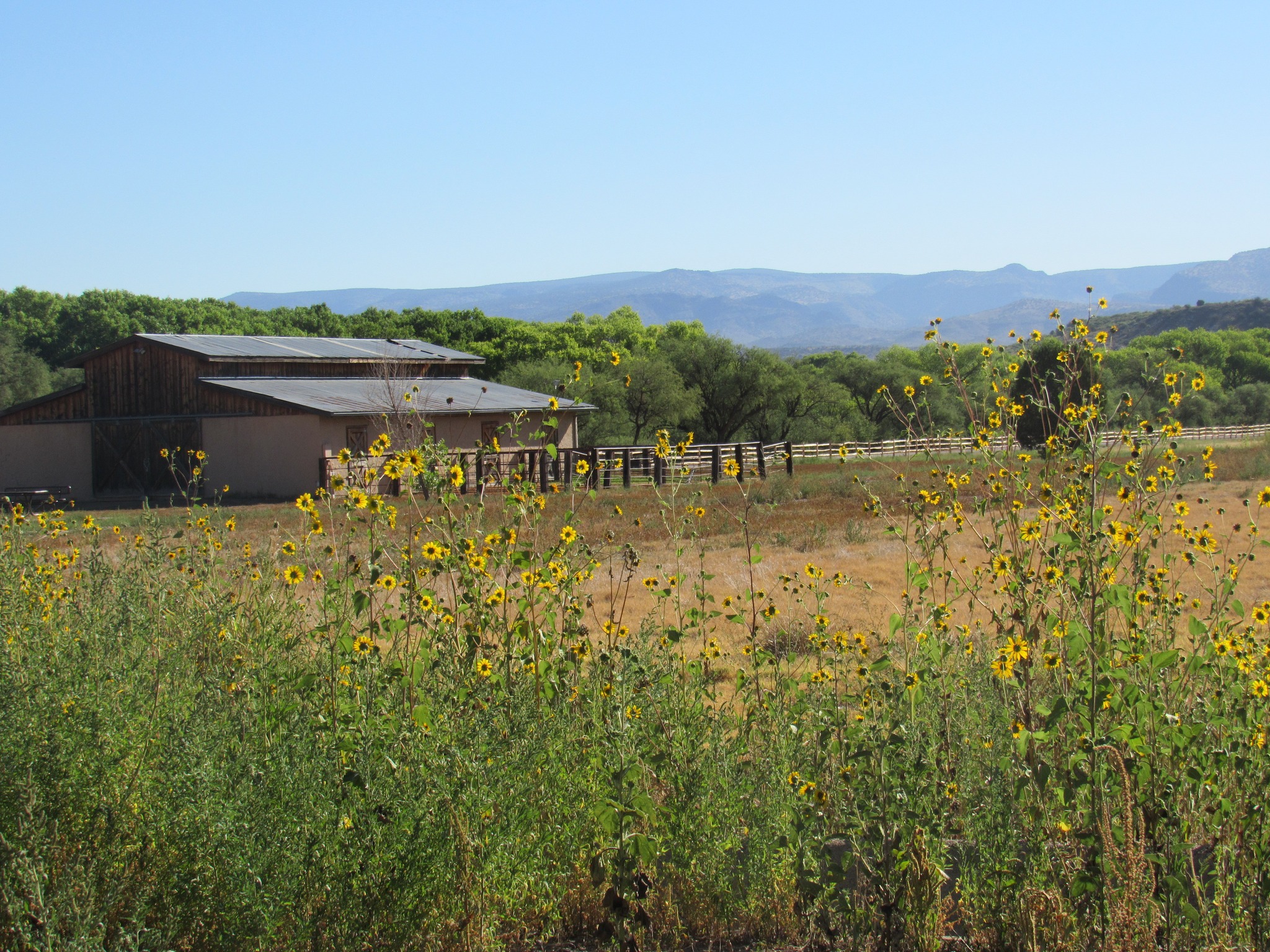 A field filled with sunflowers in front of a barn. In the background, green trees and a distant mountain range are under a clear blue sky.