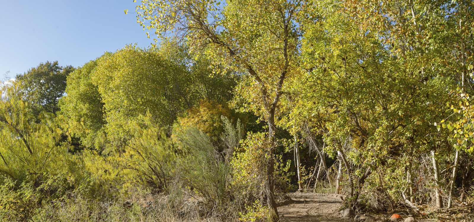 A trail lined with cottonwood trees in Rockin' River Ranch State Park