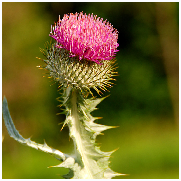 A purple-colored thistle. Under the flower is a bulbous green base covered with green spines.