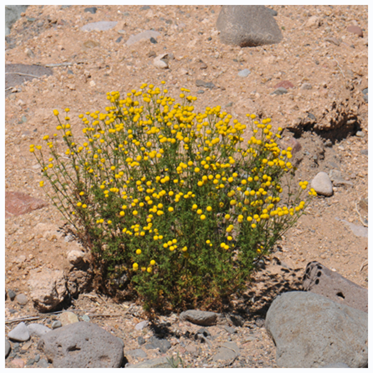 A green stemmed short weed with dozens of yellow round flower heads.