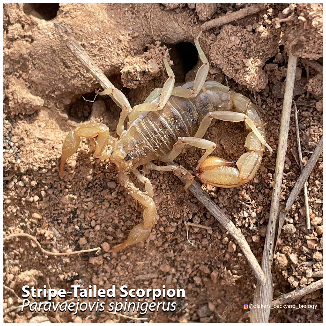 A picture of an Arizona stripe-tailed scorpion