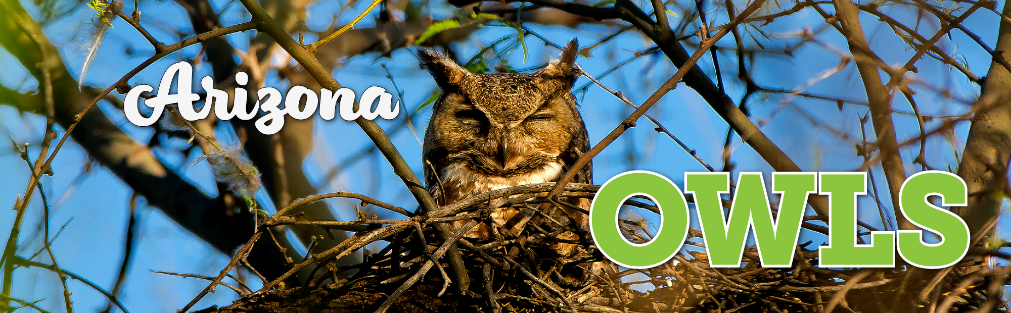 An owl sits in a nest in southern Arizona with a perplexed look on its face.
