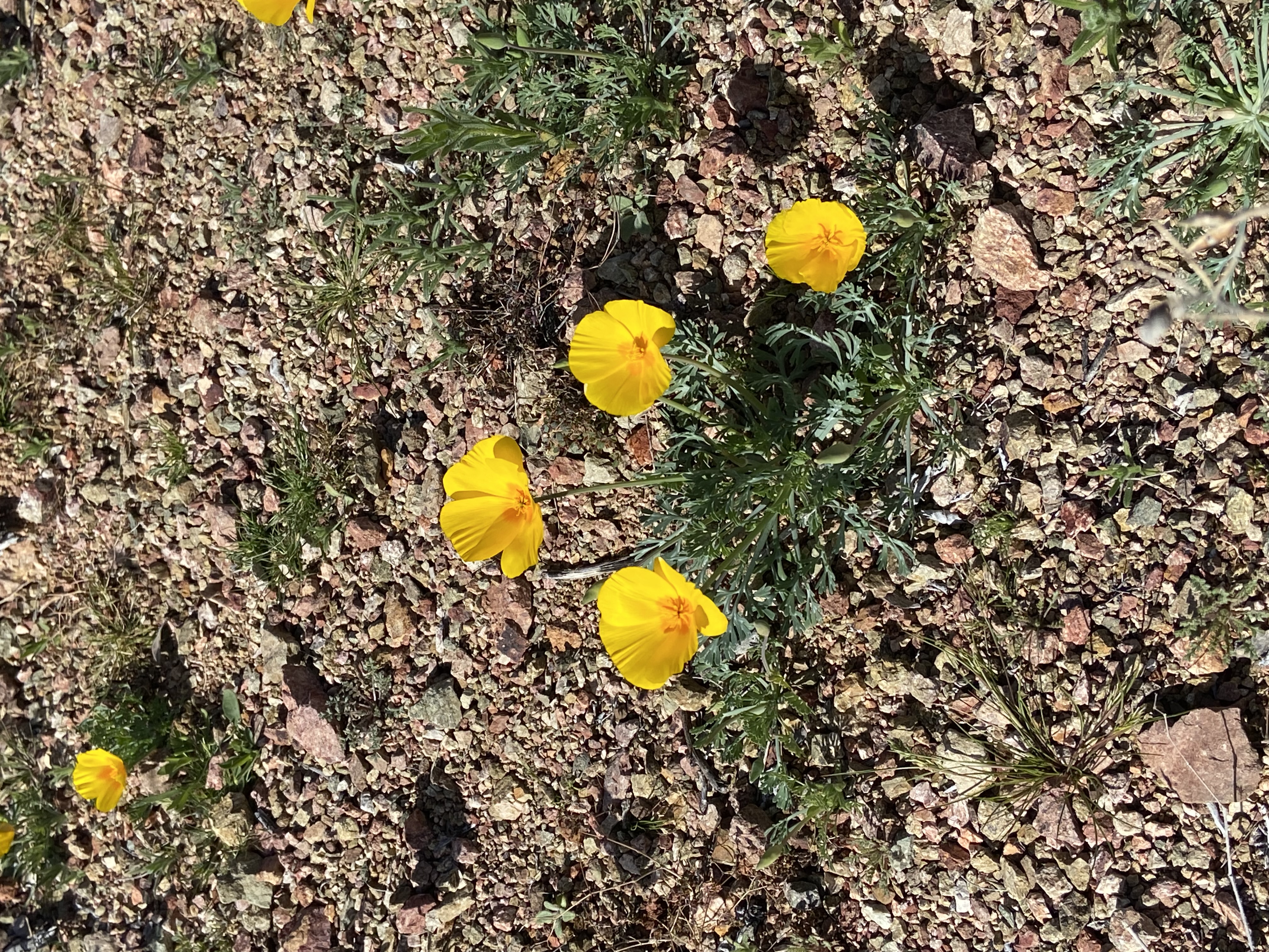 A small patch of California poppies at Alamo Lake