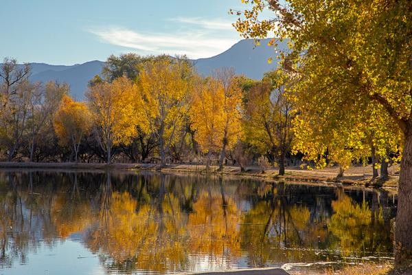 Cottonwood trees with orange and yellow leaves surround the lagoons at Dead Horse Ranch State Park in Cottonwood, Ariz.