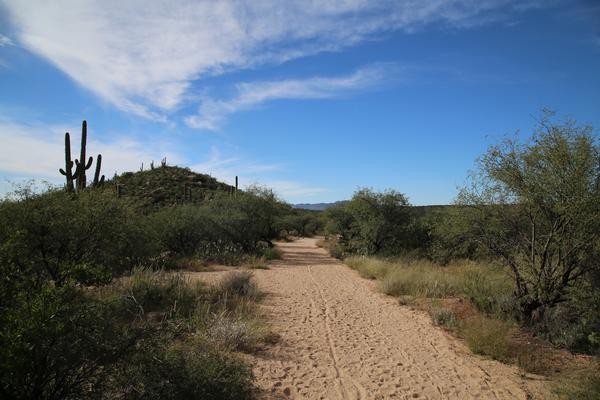 Desert Trail with Saguaros in the background