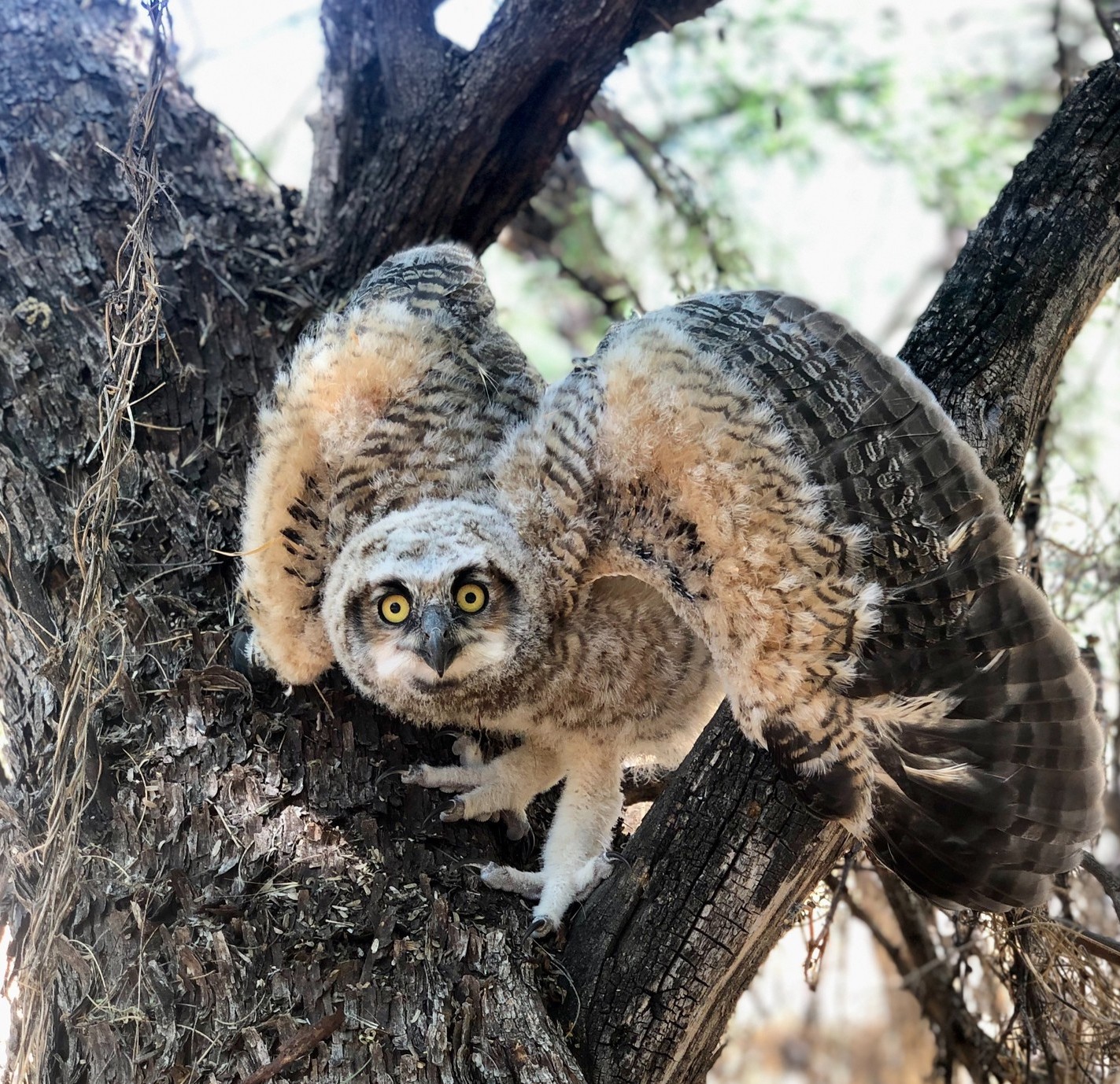 A juvenile owl fledging from a tree.