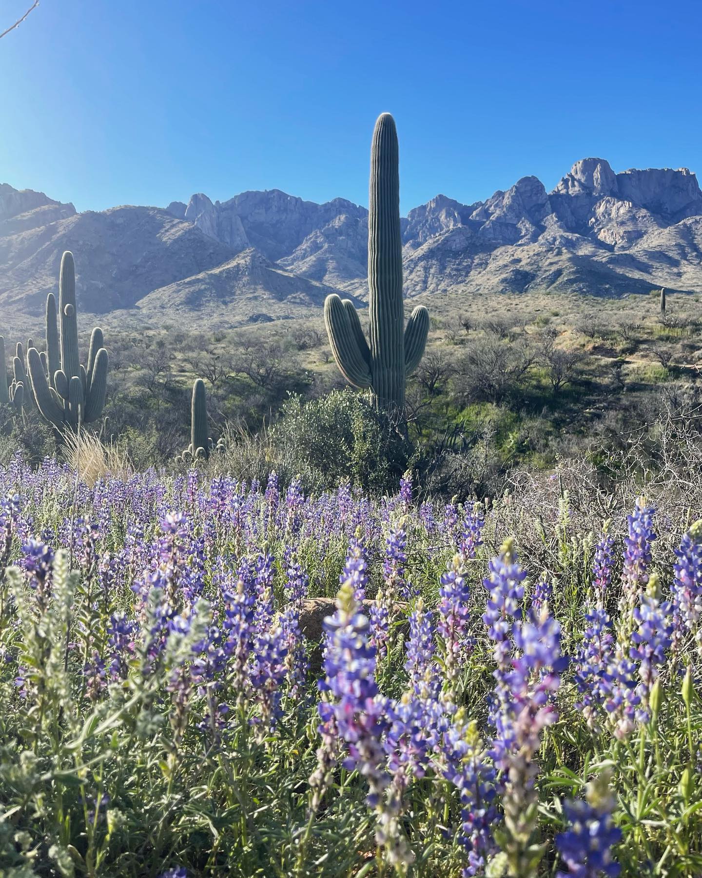 Coulter's Lupine at Catalina State Park