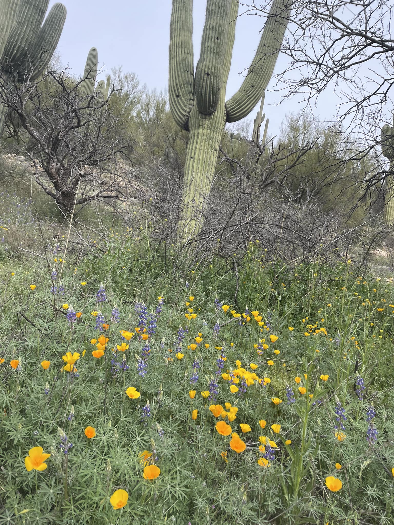 arizona desert springtime