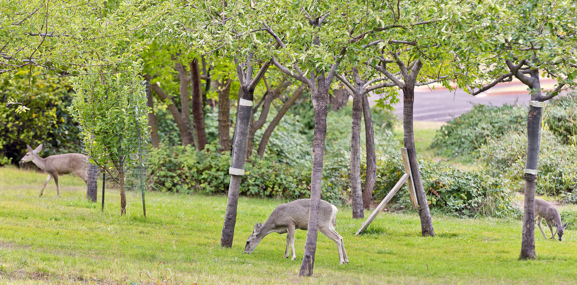 Deer graze on the lawn at Tonto Natural Bridge State Park
