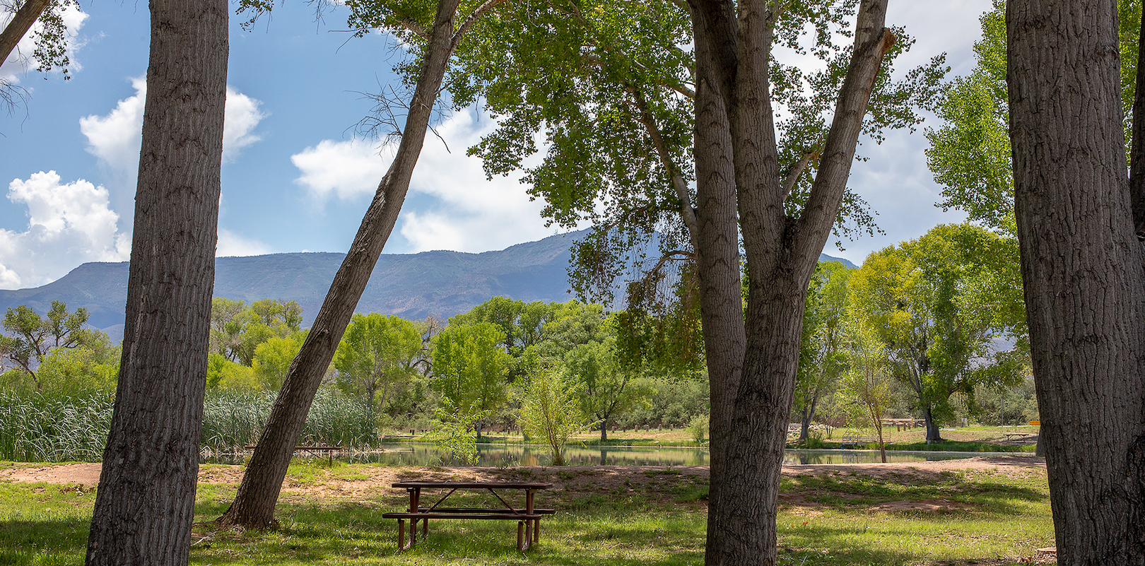 A picnic table shaded in the cottonwood trees with a mountain in the background