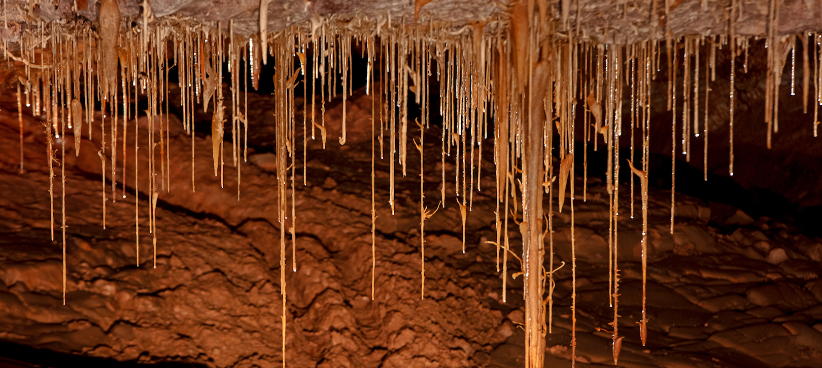 Soda straw formations in the cave at Kartchner Caverns State Park