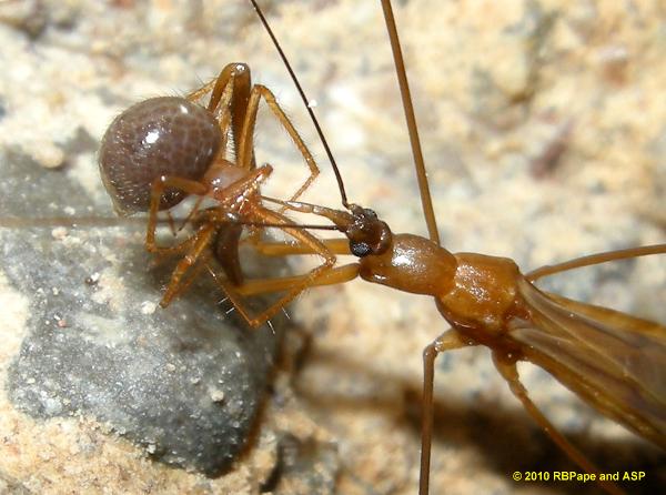 The Phasmatocoris labyrinthicus