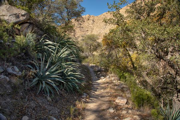 The Ocotillo Hiking Trail at Kartchner Caverns in the Whetstone Mountains