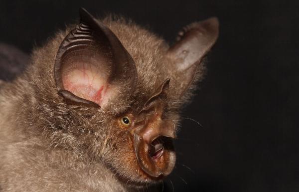 Strange-looking bat with curled nose