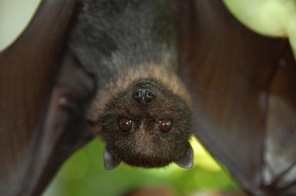 Bat hanging upside down looking at camera