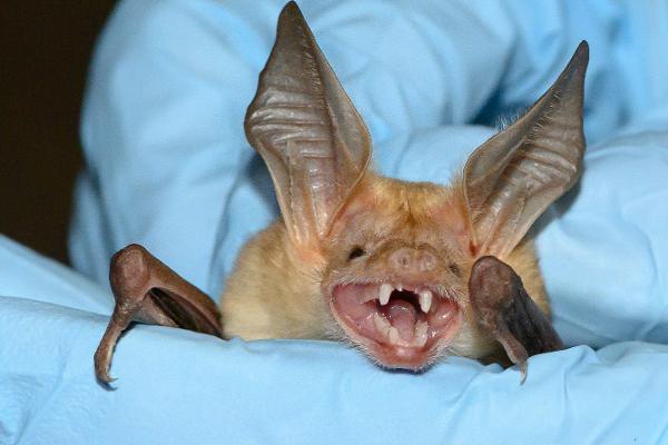 Adorable bat held in a gloved hand