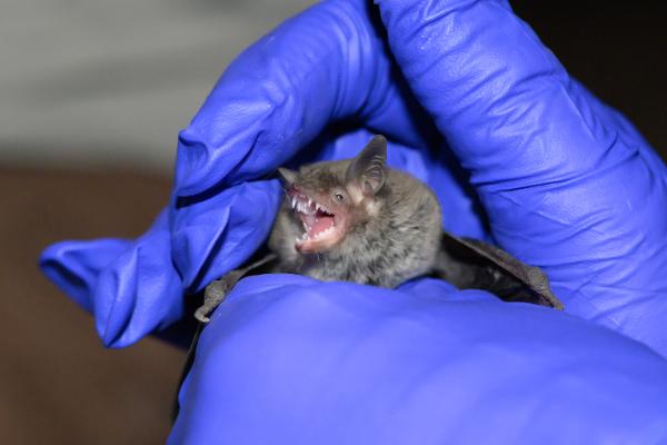 A tiny bat is held by gloved hands during a study at Kartchner Caverns