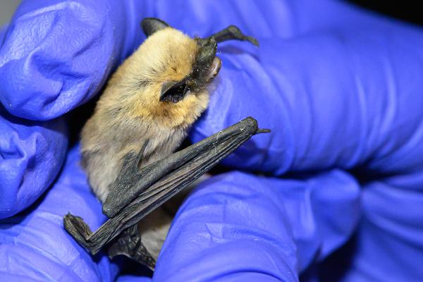 A tiny bat is held in gloved hands during a bat study at Kartchner Caverns State Park