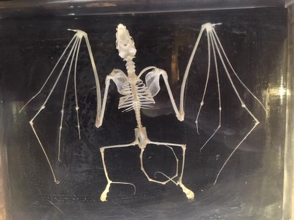 Bat skeleton bones