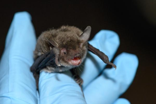 Bat held in a gloved hand while being checked.