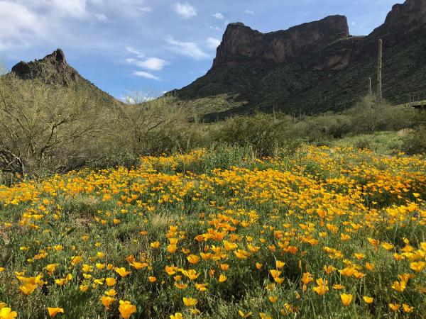 A sea of yellow poppies at the base of Picacho Peak.