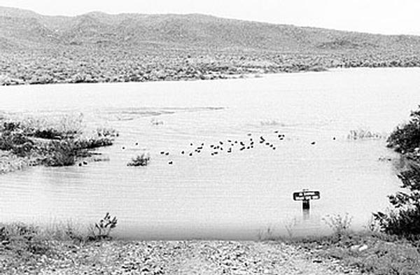 A black and white photo of ducks on the water at Alamo Lake
