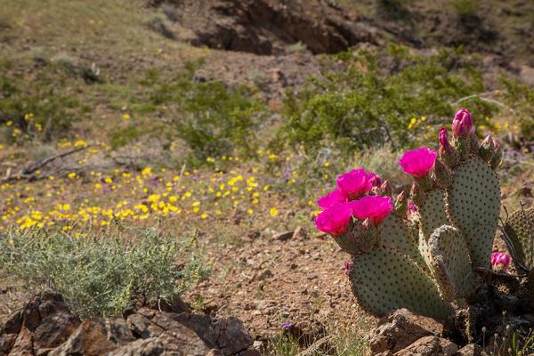 Bright pink cactus blooms overlook yellow wildflowers at the park