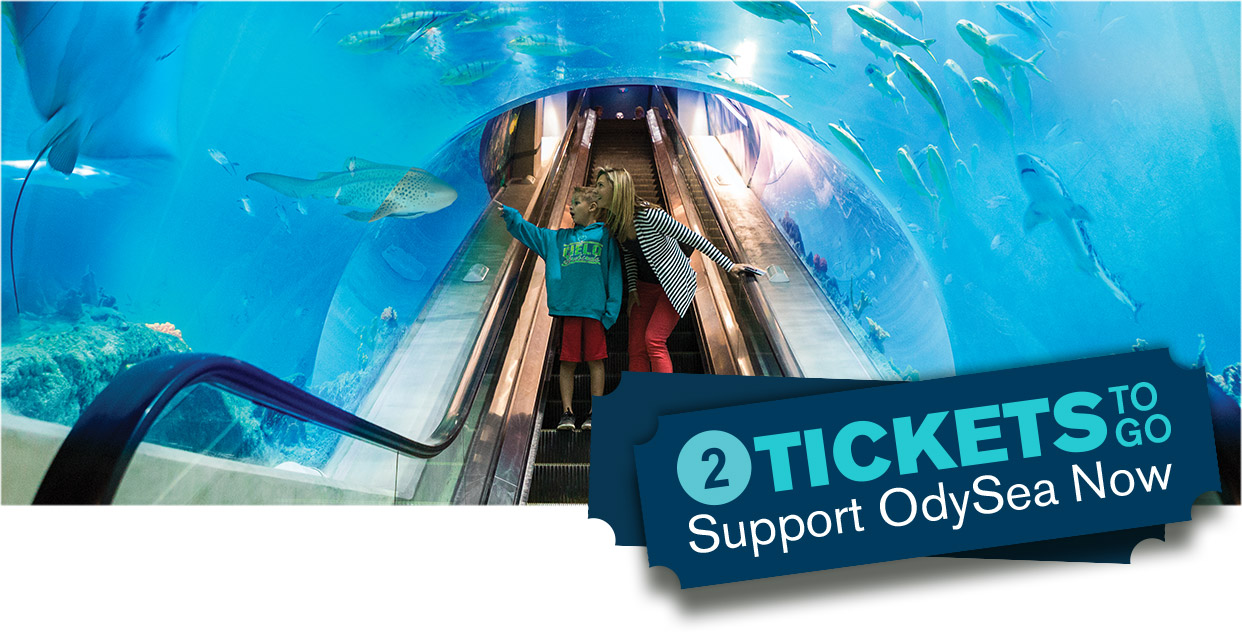 Tickets to OdySea Aquarium and Butterfly Wonderland in Scottsdale, AZ
