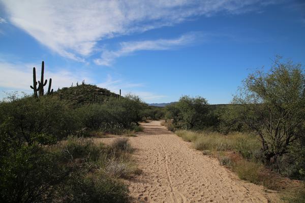 The Santa Catalinas in the background of this sandy-trailed hike, lined with saguaros.