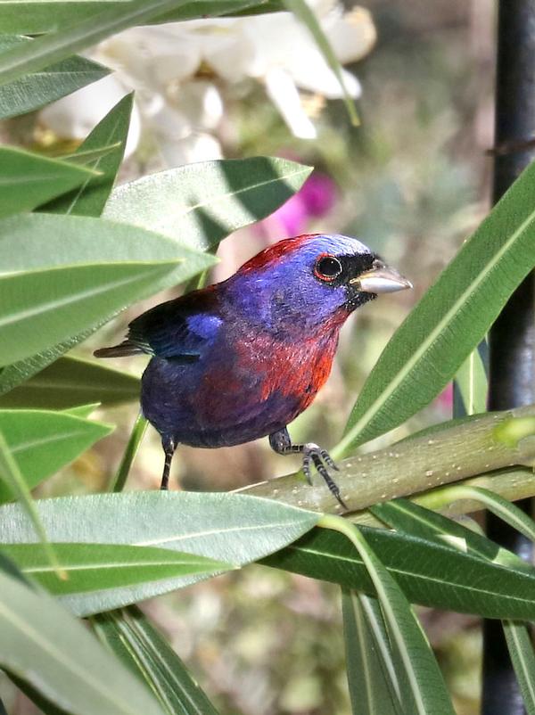 A painted bunting sits in foliage