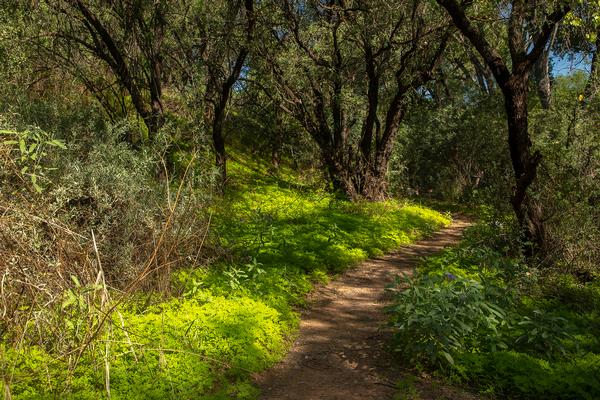 Hiking Trails at Dead Horse Ranch State Park
