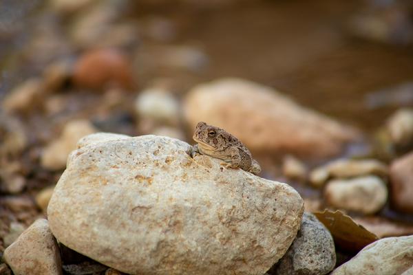 Red-Spotted Toad Arizona