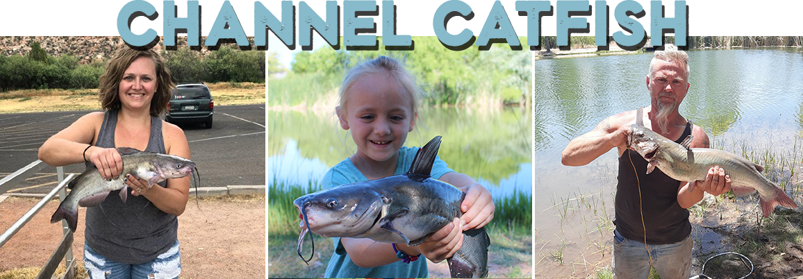 Arizona Channel Catfish - photos of a woman, a child and a man with catfish