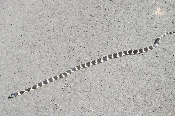 California Kingsnake 