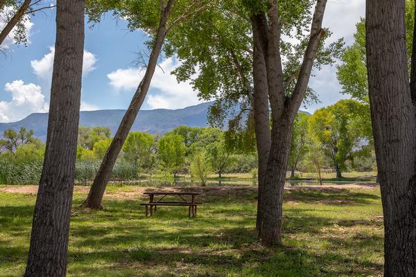 Lush Greenery Of Dead Horse Ranch State Park