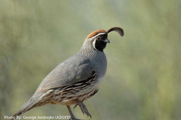 Gambel's Quail Arizona Wildlife