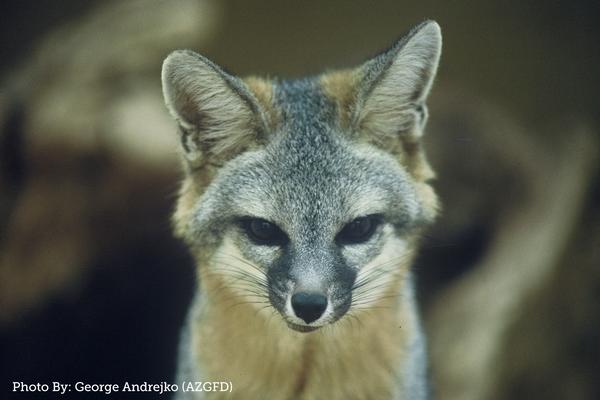 Arizona Gray Fox