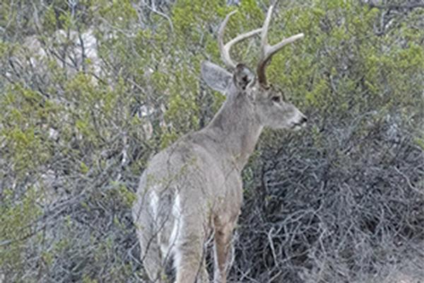 Coues Whitetail Deer