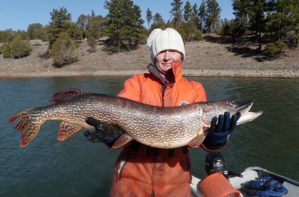 An angler holds a pike caught in Fool Hollow Lake