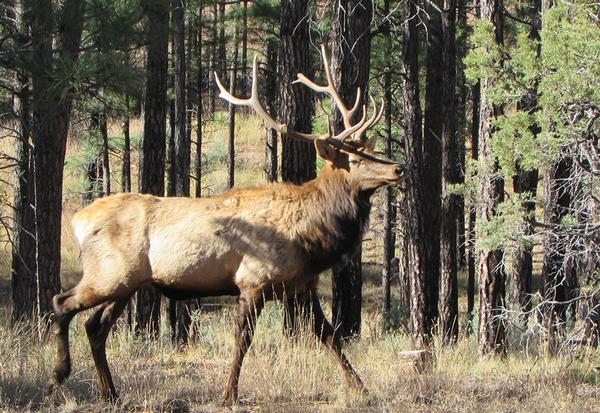 White Mountains Arizona Bull Elk